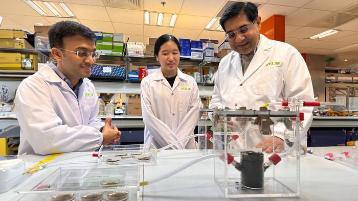 NUS-SCELSE scientists uncover plant hormone that recruits good bacteria to boost plant growth by 30%