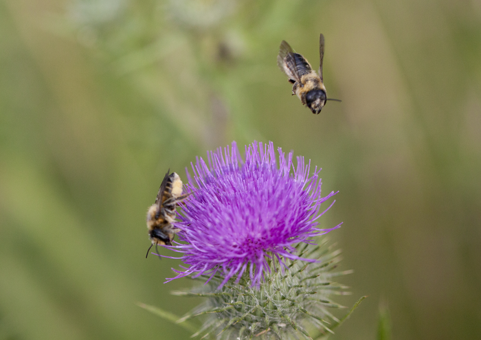 Leafcutting bees