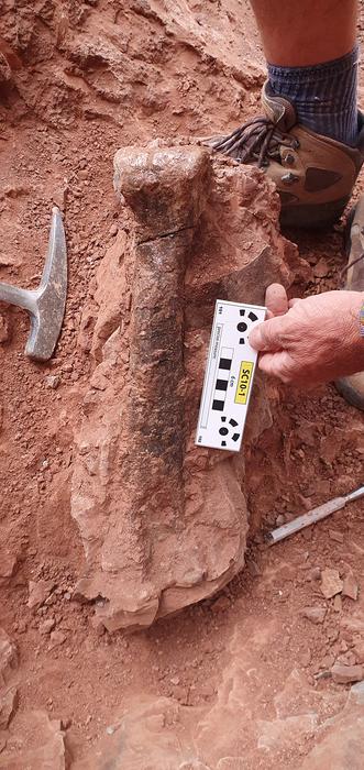 Metatarsal bone of Alpkarakush kyrgyzicus