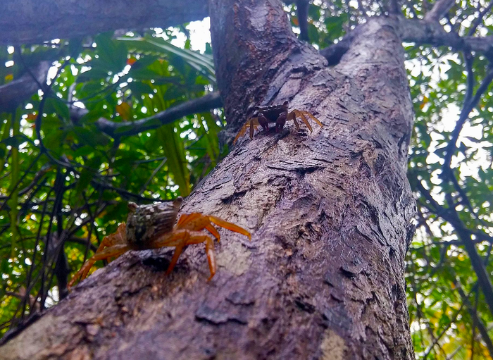 Tree-climbing crabs
