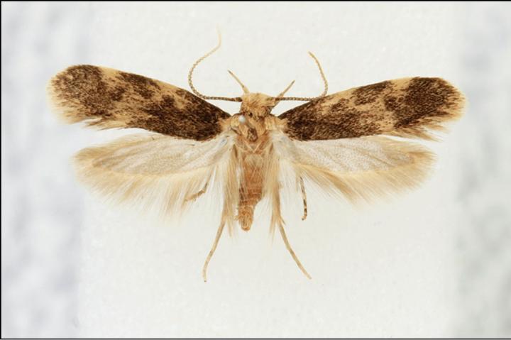 The Moth Species <i>Borkhausenia intumescens</i>
