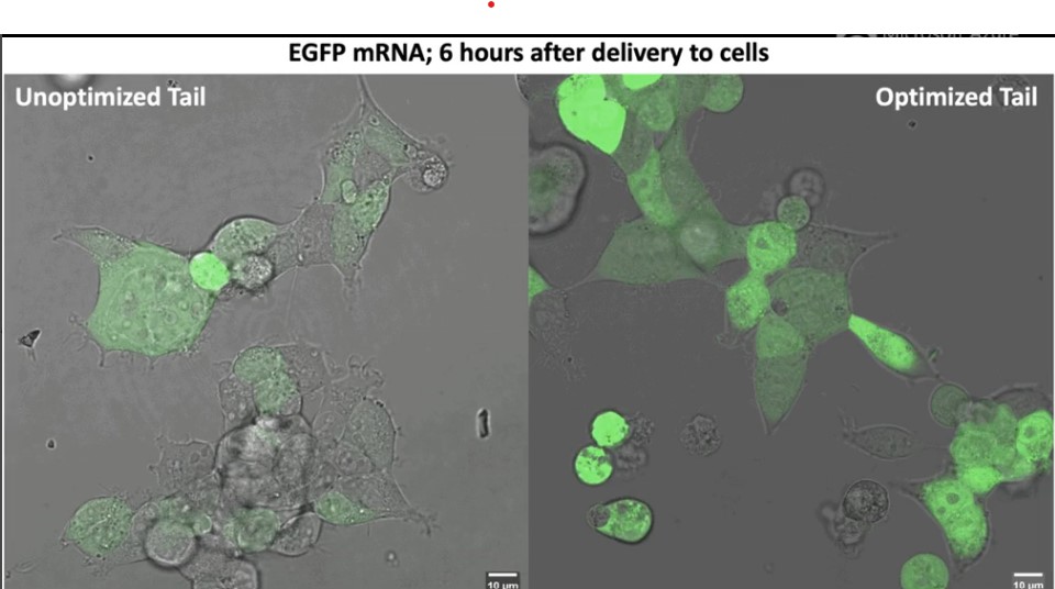 優化的mRNA尾鏈序列(右)在進入細胞後48小時仍可製造蛋白質(螢光綠色)，相較尾部未經優化的mRNA，當時已幾乎停止生產蛋白質。