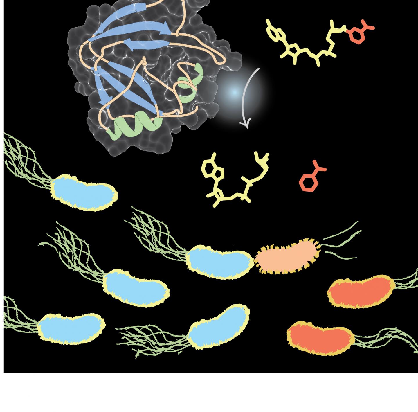 X-ray Crystal Structure of Tne2