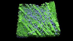 retinal ganglion cell types