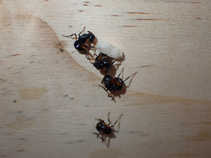 Polyrhachis femorata ants
