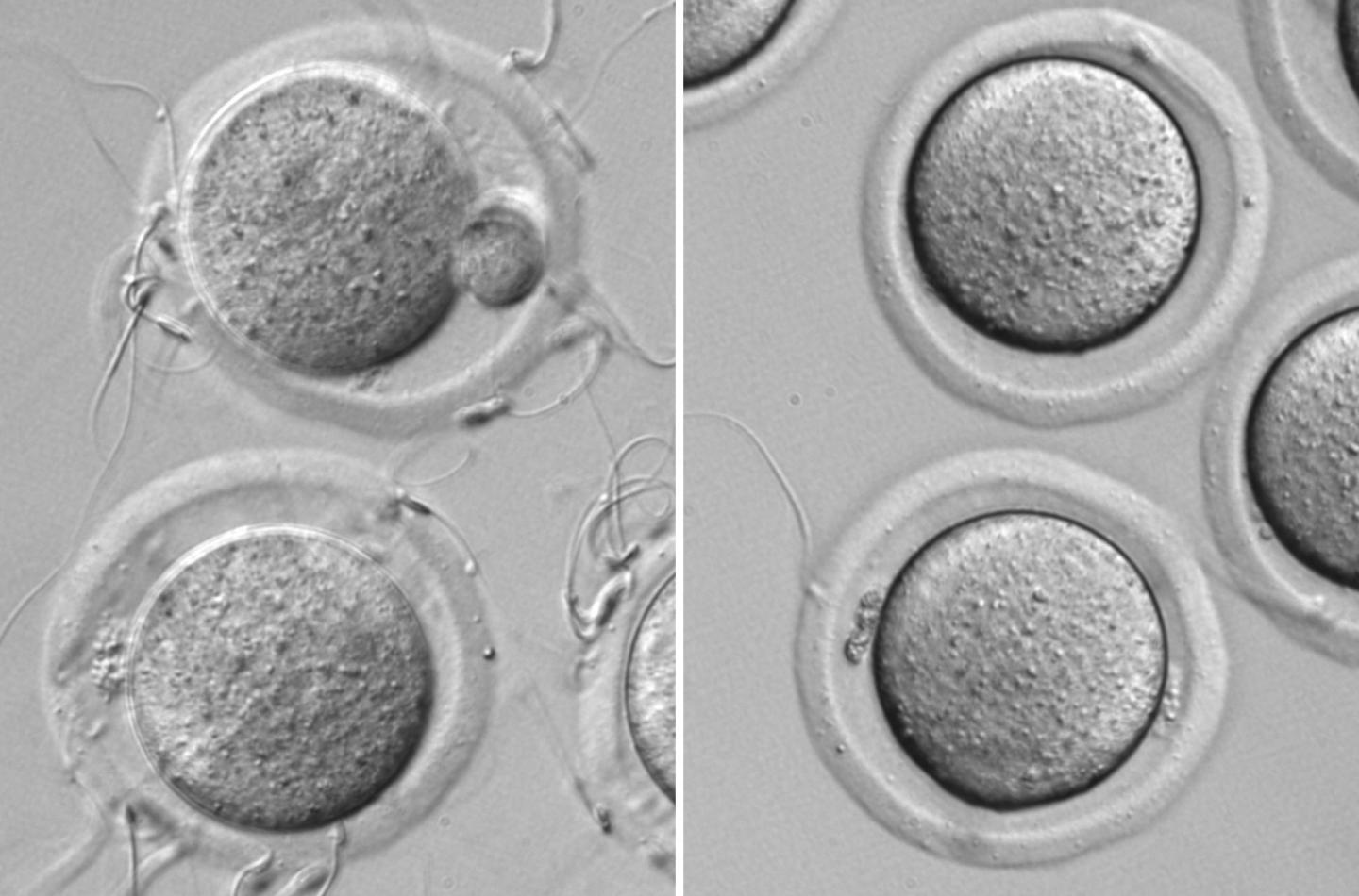 Fig3 Image Eurekalert Science News Releases 