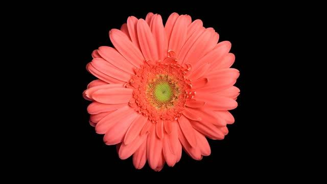 Gerbera phyllotaxis