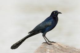 Great-Tailed Grackle