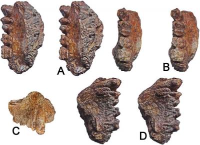 Late Miocene Ape Maxilla (Upper Jaw) Discovered in western India