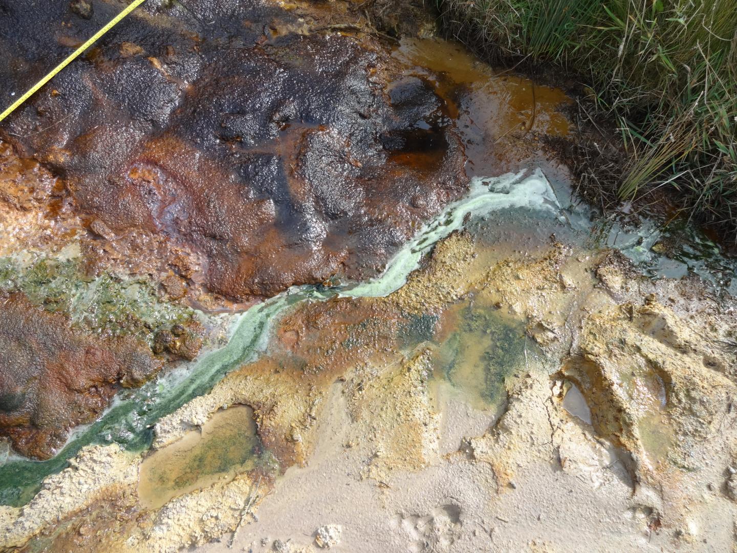 Acidic Stream in Dorset