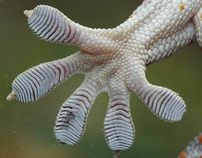 Gecko Feet Are Key to New Adhesive's Power