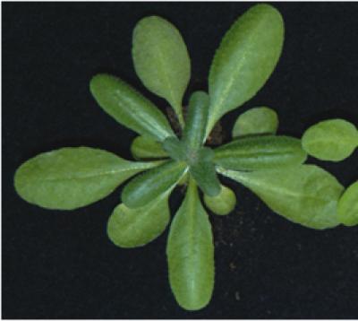 <i>Arabidopsis thaliana</i>