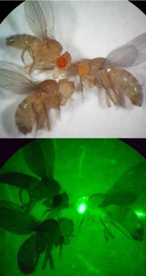 Fruit Flies with Genetic Markers