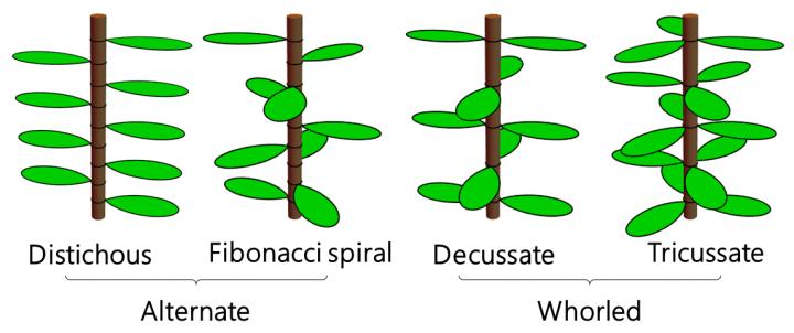 spiral phyllotaxy