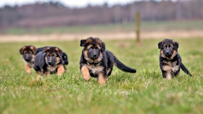 German shepherd puppies