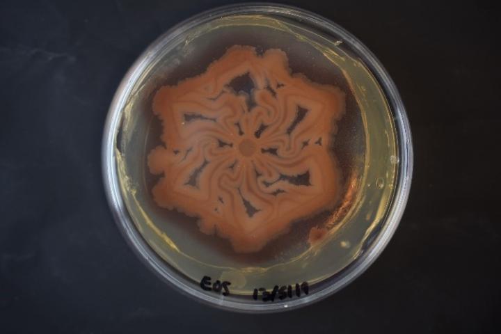 A Bacterial Biofilm Patterned Using MeniFluidics