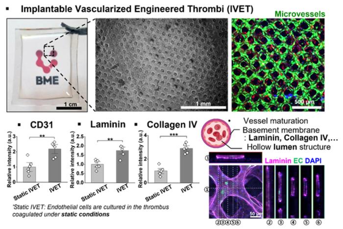 Implantable Vascularized Engineered Thrombi (IVET)