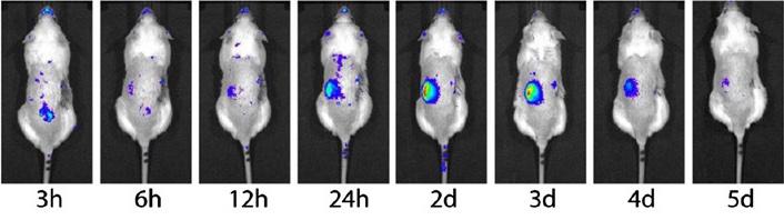 Regressing Kidney Failure in a Mouse