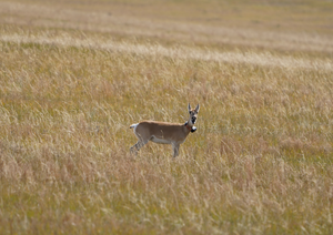 Gazelle in Mongolia