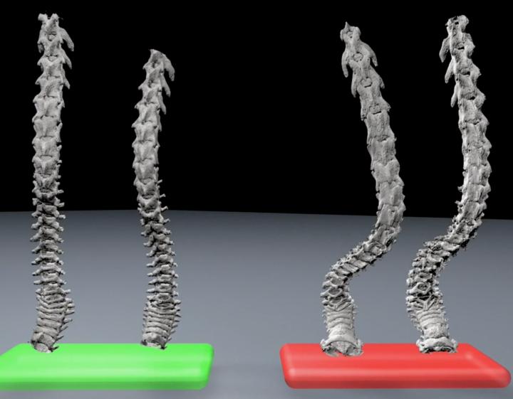 Characterization of kyphosis in aging populations of mice by mCT