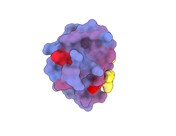 Allosteric and active sites of human protein PDZ3 (back)