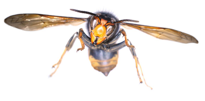 The Asian Hornet specimen recovered in Dublin