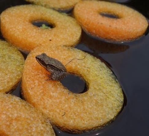 Study Examines Pesticides' Impact on Wood Frogs