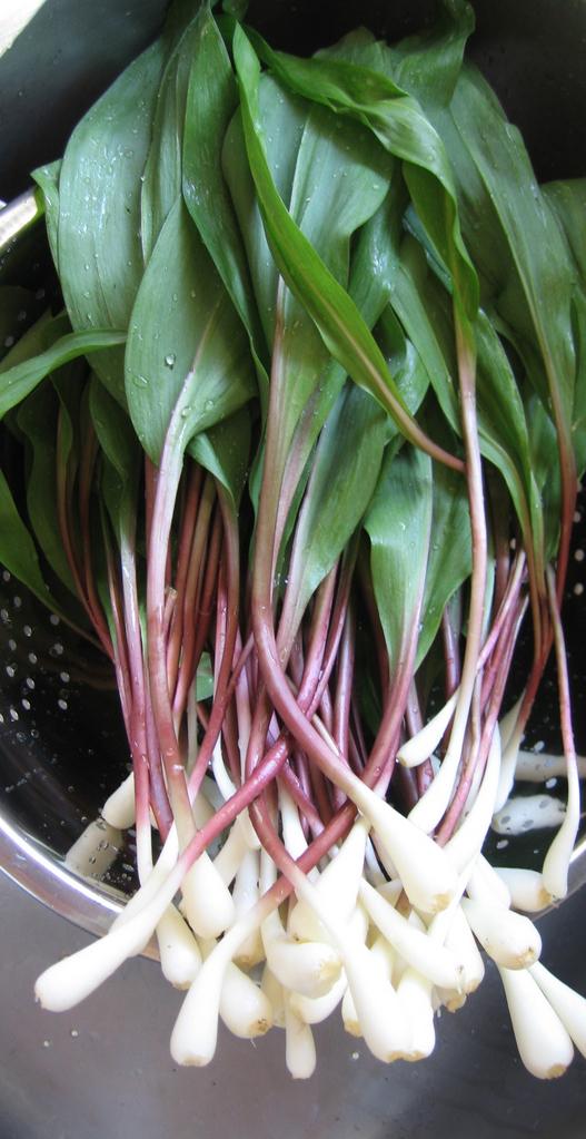 Researchers to study ramps' market, flavor pr EurekAlert!