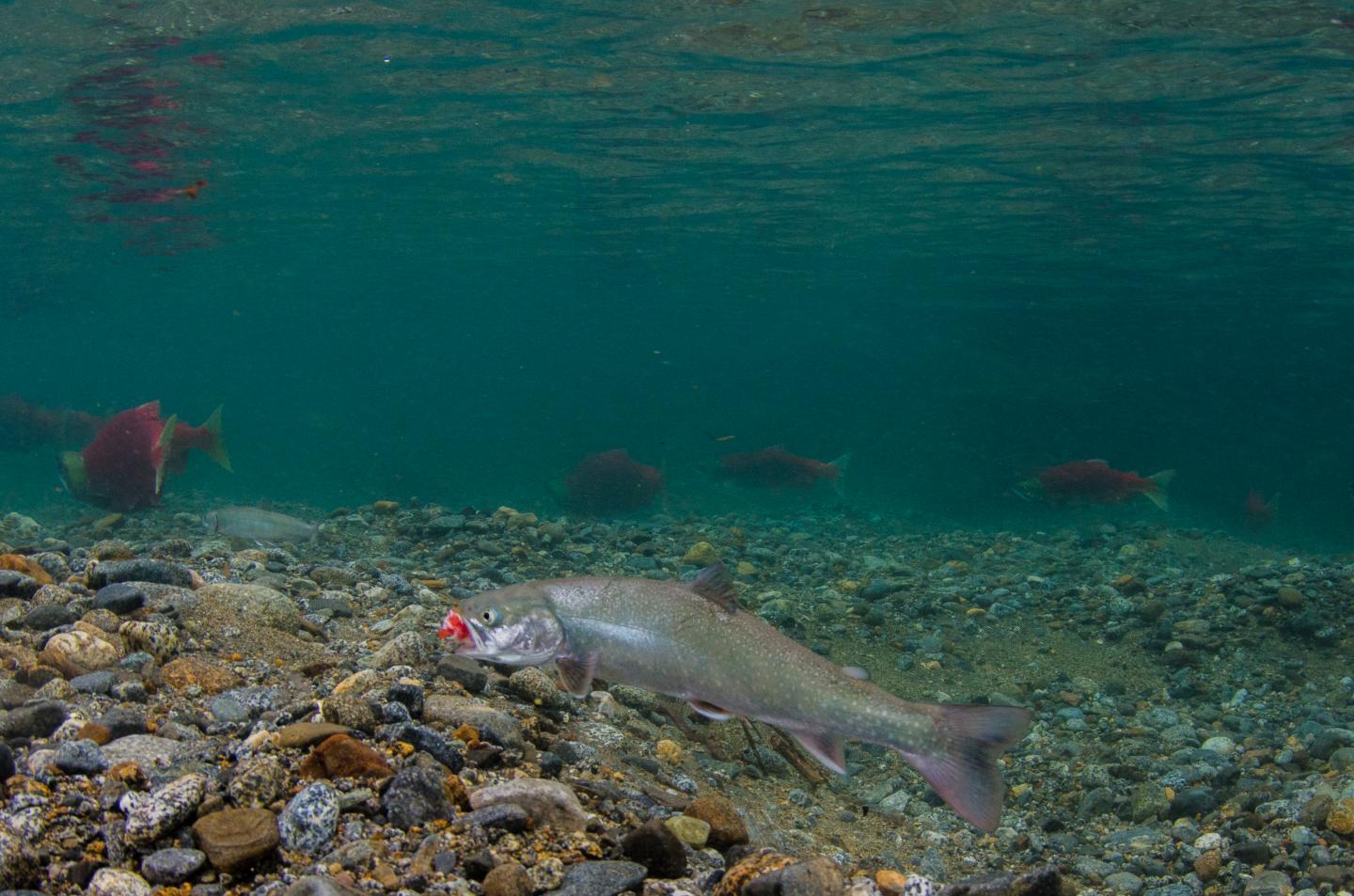 Dolly Varden Eating Salmon Eggs