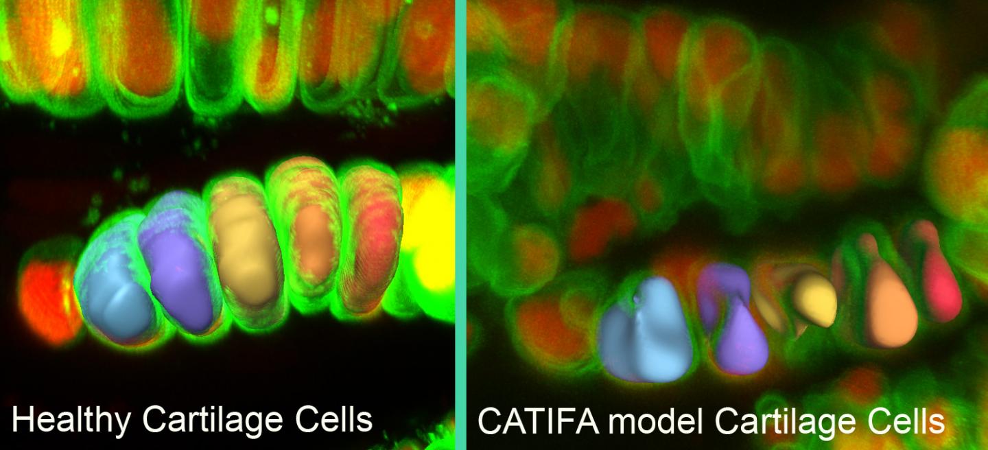 Zebrafish, Pediatric Patients and DNA Biobank-Linked Electronic Health Records Inform Research Study