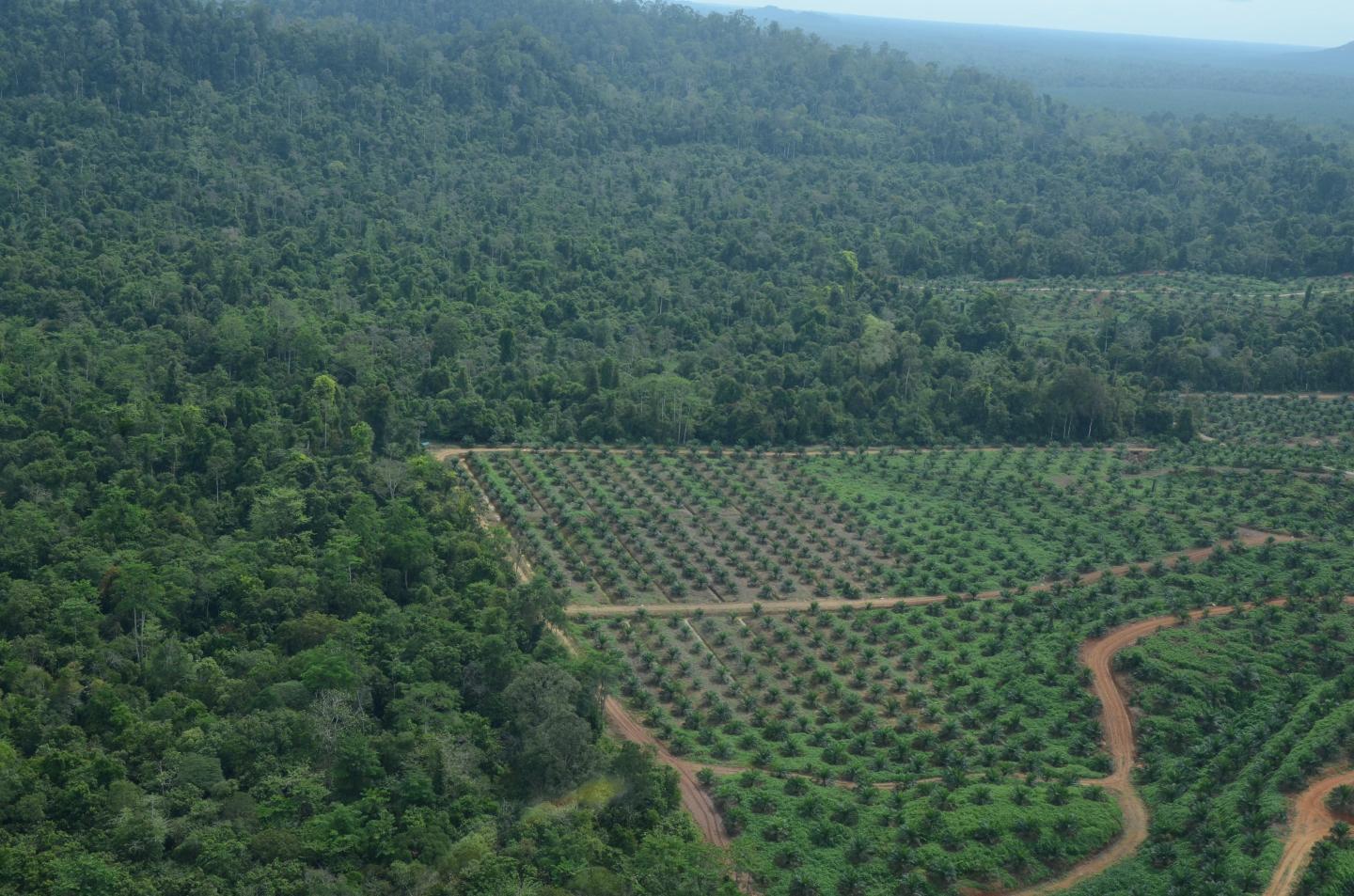Palmoil Plantation