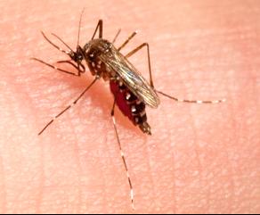 Female <em>Aedes aegypti</em> Mosquito Enjoying a Blood Meal