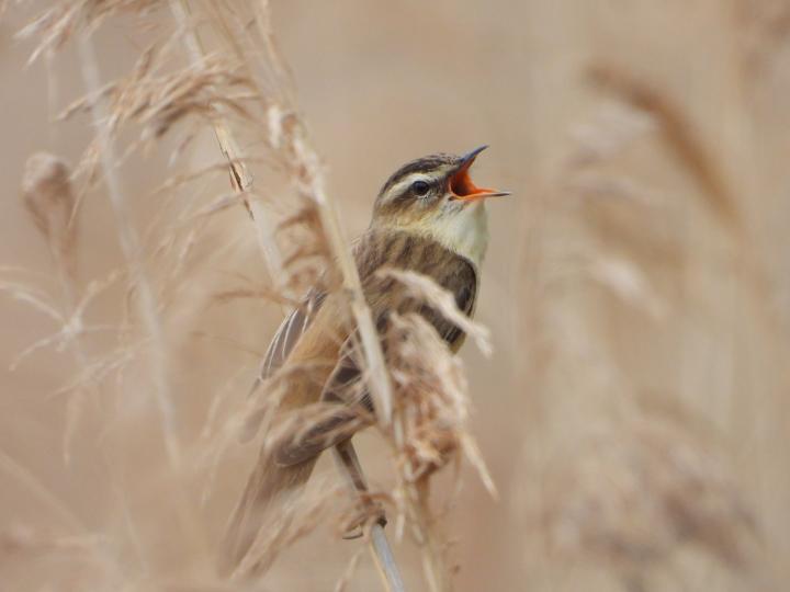 Reed warbler