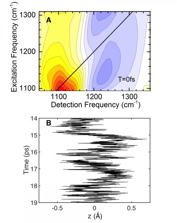 Femtosecond Dynamics of Proton Motions
