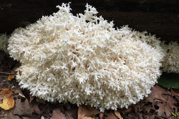 <i>Hericium</i>