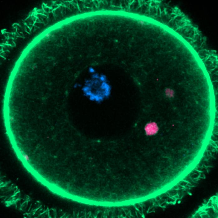 ELVA in mouse oocyte