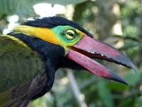 Golden-collared toucanet