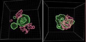 LINE-1 elements control gene expression in early human development