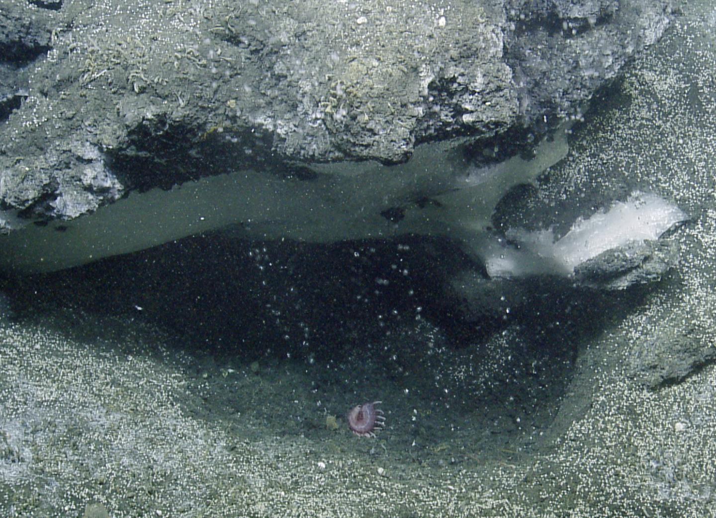 Underwater Bubbles (2 of 2)