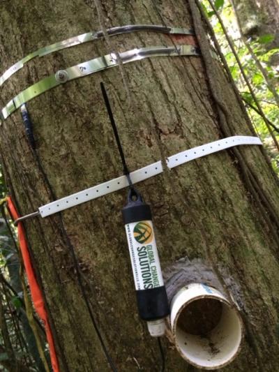 Tree Growth Measurement