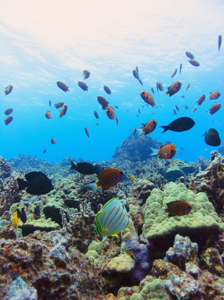 Ecologically Diverse Marine Coral Reef Community