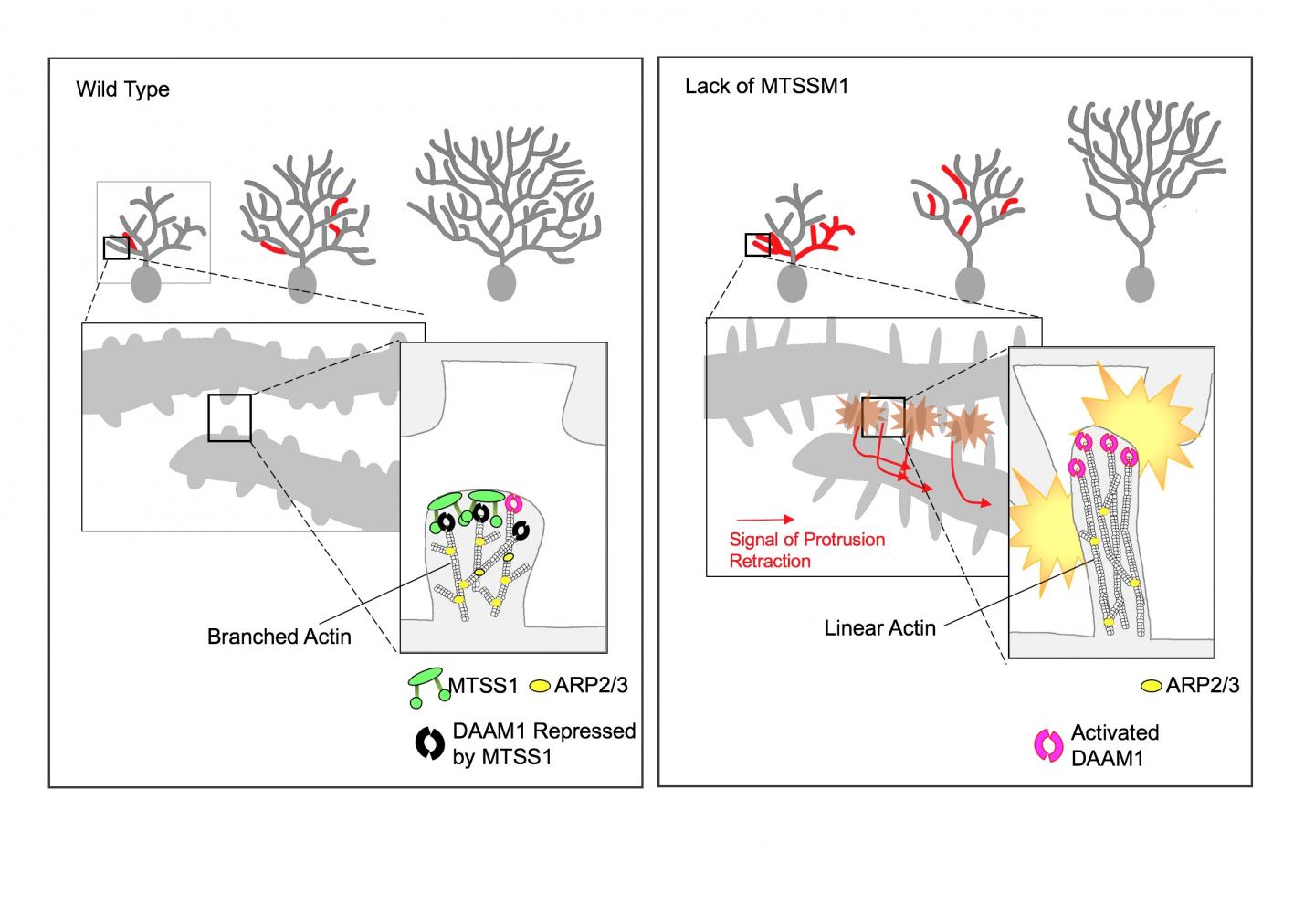 Branching Image of Purkinje Cells