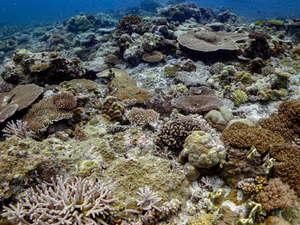 Indo-Pacific corals more resilient to climate - Vimarsana News