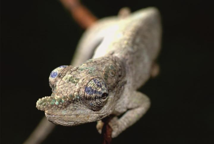 The New Chameleon Species <em>Calumma juliae</em> from a Small Forest Fragment in Eastern Madagascar