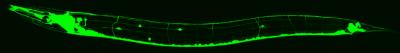 The Roundworm <i>C. elegans </i>Nervous System