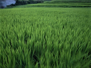 Paddy field