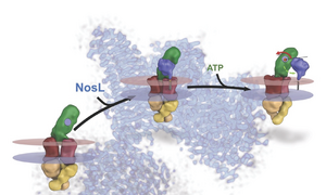 N2O reductase