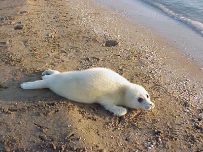Healthy Caspian Seal Pup