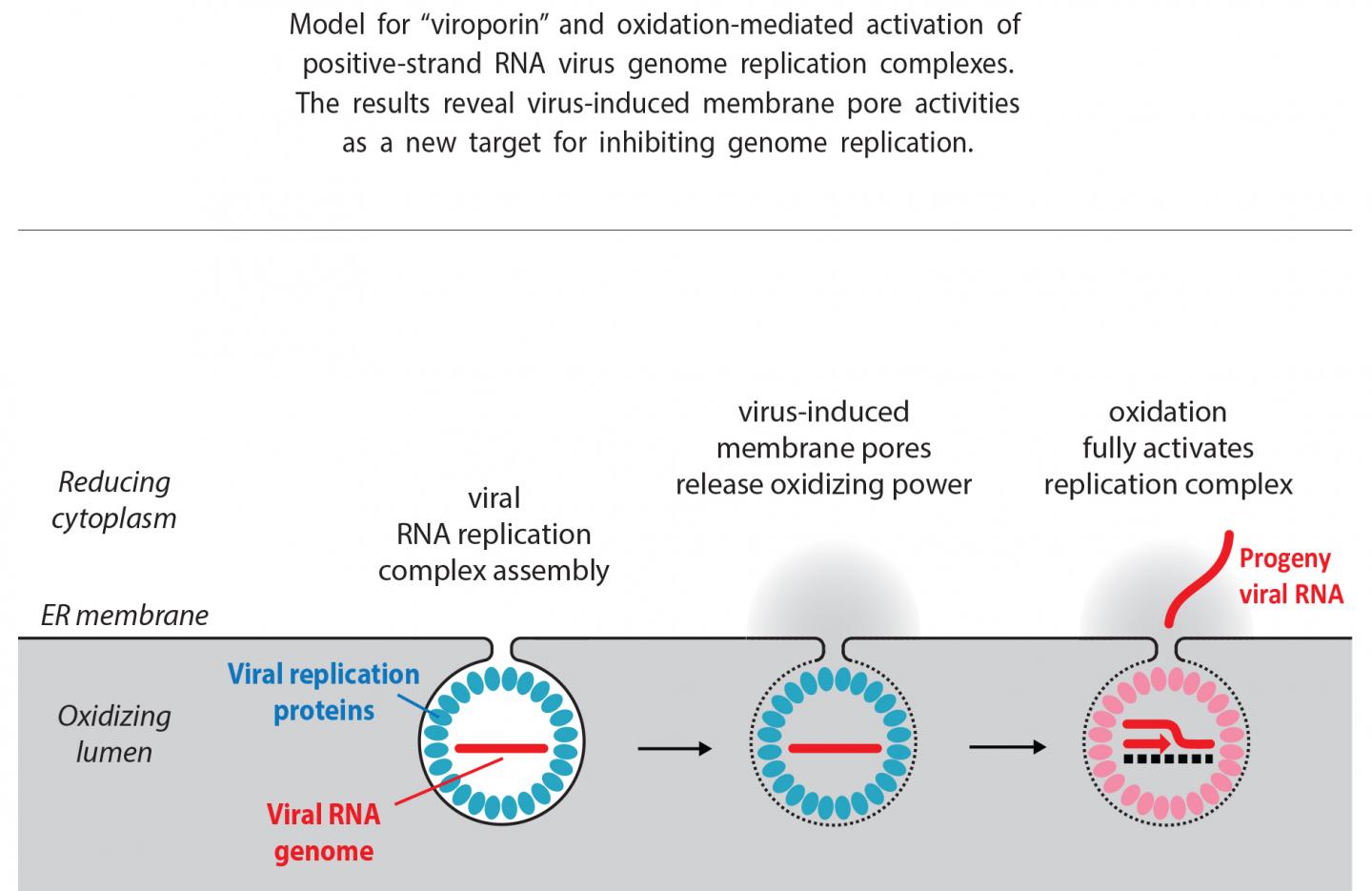 Viroporin: A New Target on the Road to Developing Broad-Spectrum Antivirals (1 of 1)