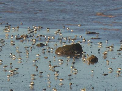 Sandpipers Exhibit Different Feeding Behavior Depending on Position in Group (3 of 3)